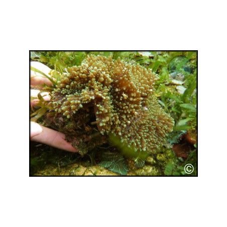 Rhodactys indosinensis