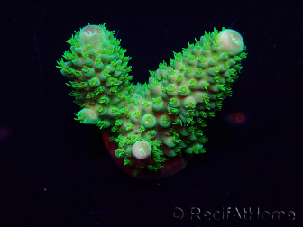 WYSIWYG Acropora 15F3 acclimated LED
