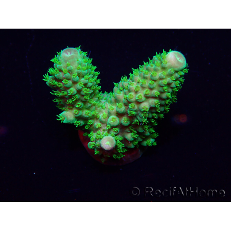 WYSIWYG Acropora akklimatisiert LED