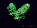WYSIWYG Acropora 15F3 Mariculture acclimaté led
