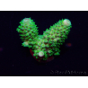 WYSIWYG Acropora 15F3 acclimatata a LED