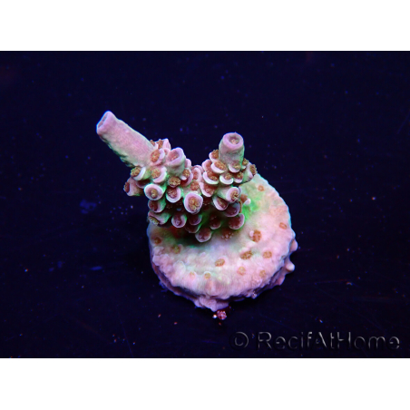 WYSIWYG Acropora hyacinthus Mariculture acclimaté led