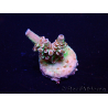 WYSIWYG Acropora tenuis 15F9 Mariculture acclimaté led