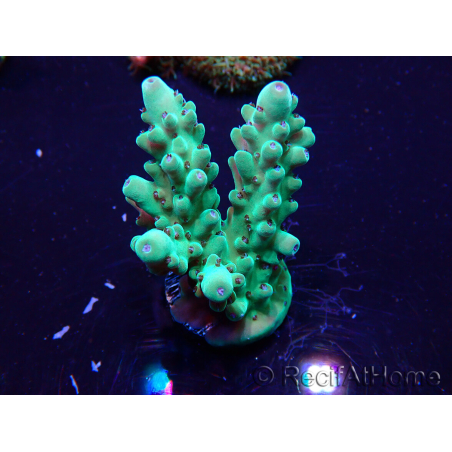 WYSIWYG Acropora Maricoltura acclimatata a LED