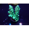 WYSIWYG Acropora Maricultura aclimatada LED