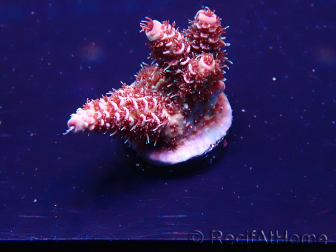 WYSIWYG Acropora millepora Mariculture acclimaté led