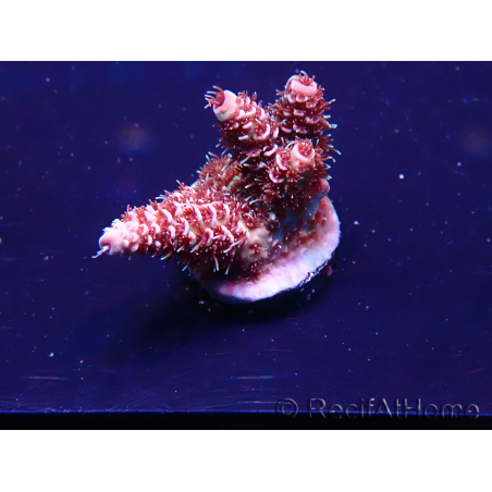 WYSIWYG Acropora millepora Mariculture acclimaté led