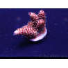WYSIWYG Acropora millepora Mariculture acclimaté led