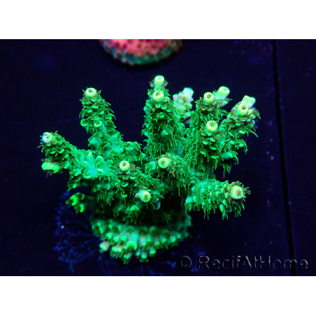 WYSIWYG Acropora Mariculture acclimaté led