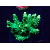 WYSIWYG Acropora Mariculture acclimaté led