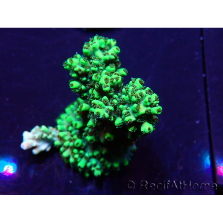 WYSIWYG Acropora Marikultur akklimatisiert LED