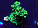 WYSIWYG Acropora Mariculture acclimated LED