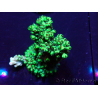 WYSIWYG Acropora Maricoltura acclimatata a LED