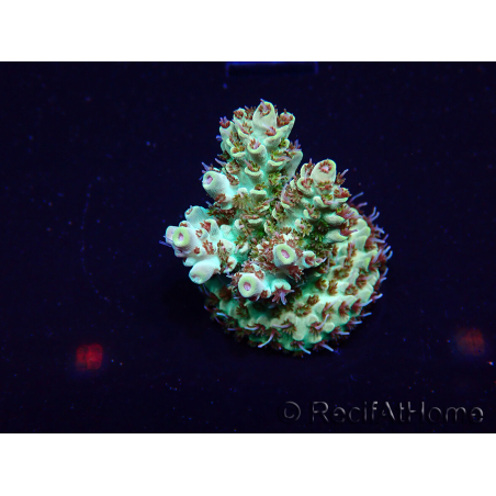 WYSIWYG Acropora millepora mariculture acclimated LED