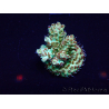 WYSIWYG Acropora millepora mariculture acclimated LED