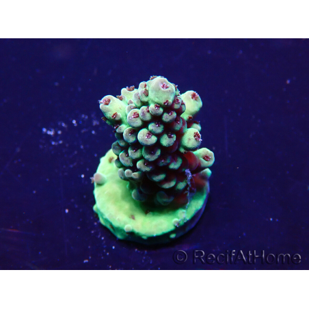 WYSIWYG Acropora Maricoltura acclimatata a LED