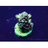 WYSIWYG Acropora Maricoltura acclimatata a LED