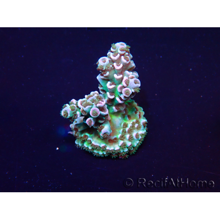 WYSIWYG Acropora tenuis Mariculture acclimaté led
