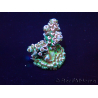 WYSIWYG Acropora tenuis Mariculture acclimaté led