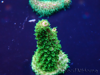 WYSIWYG Acropora Maricultuur geacclimatiseerd LED