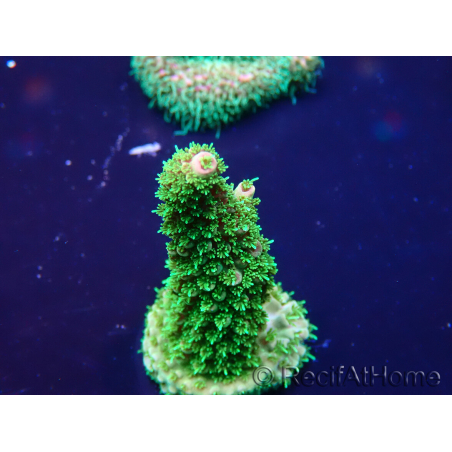 WYSIWYG Acropora Mariculture acclimated LED