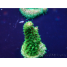 WYSIWYG Acropora 15T8 Mariculture acclimaté led