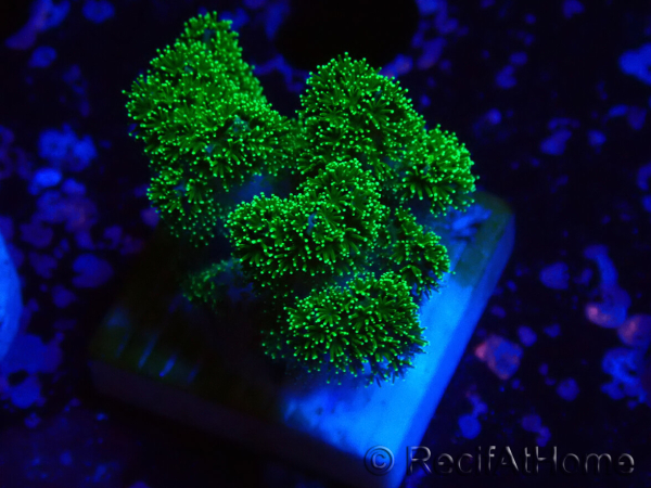 WYSIWYG Pocillopora damicornis verde