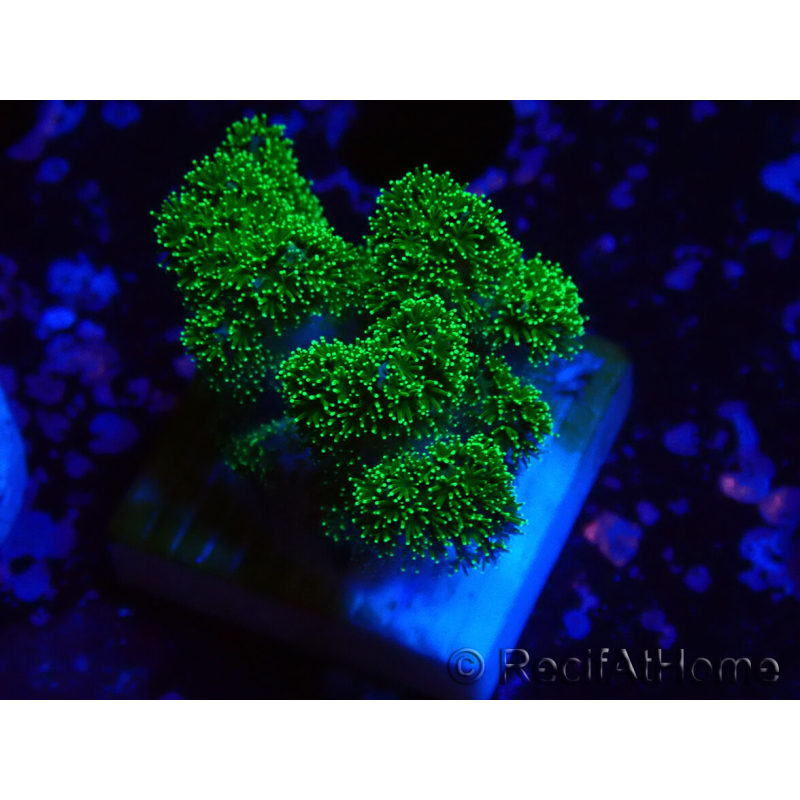 WYSIWYG Pocillopora damicornis verde