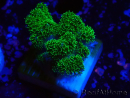WYSIWYG Pocillopora damicornis vert 1A3
