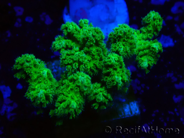 WYSIWYG Pocillopora damicormis giallo verde