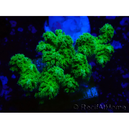 WYSIWYG Pocillopora damicormis jaune vert