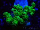 WYSIWYG Pocillopora damicormis giallo verde