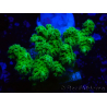 WYSIWYG Pocillopora damicormis giallo verde