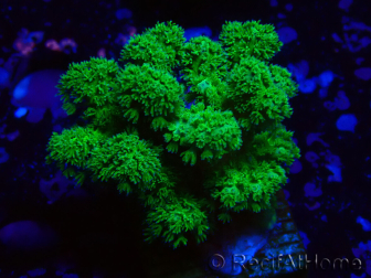 WYSIWYG Pocillopora damicornis giallo verde