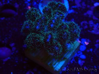 WYSIWYG Pocillopora damicornis rosa