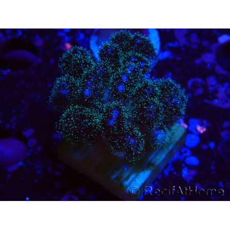 WYSIWYG Pocillopora damicornis rosa