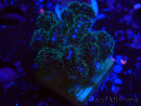 WYSIWYG Pocillopora damicornis rosa