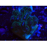 WYSIWYG Pocillopora damicornisrose