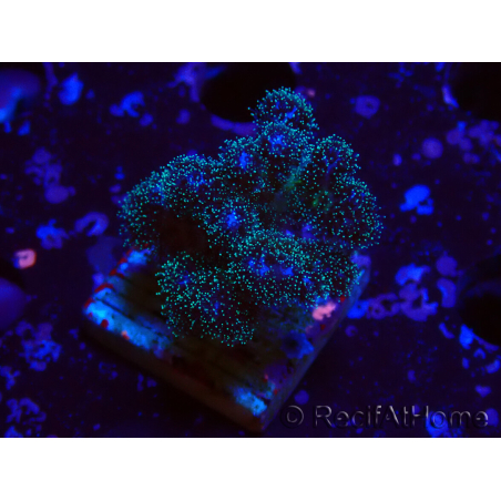 WYSIWYG Pocillopora damicornis rosa