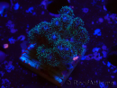 WYSIWYG Pocillopora damicornis pink
