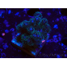 WYSIWYG Pocillopora damicornis rosa