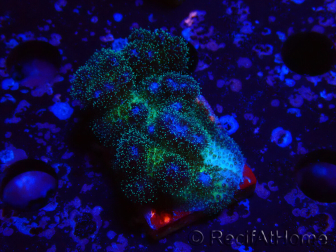 WYSIWYG Pocillopora damicornisrose