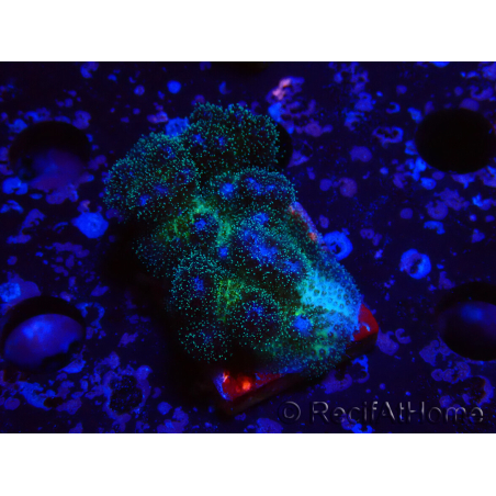WYSIWYG Pocillopora damicornis rosa
