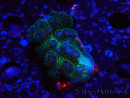 WYSIWYG Pocillopora damicornisrose 1C4