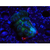 WYSIWYG Pocillopora damicornisrose