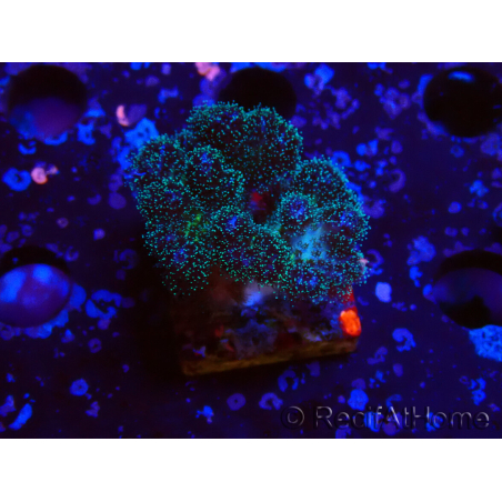 WYSIWYG Pocillopora damicornis rosa