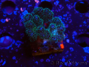 WYSIWYG Pocillopora damicornisrose 1C5