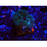 WYSIWYG Pocillopora damicornisrose