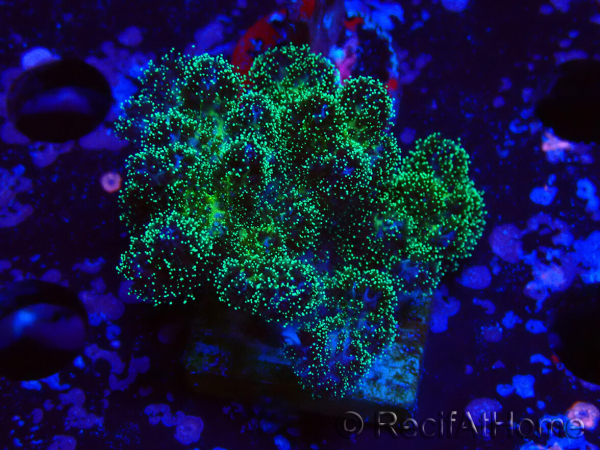 WYSIWYG Pocillopora damicormis Gold insane