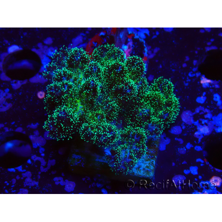 WYSIWYG Pocillopora damicormis Gold insane